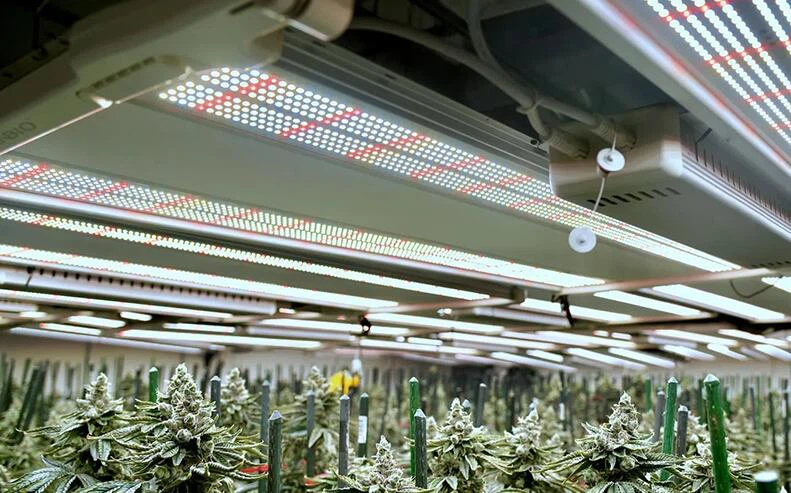 marijuana led grow light 3030 3535 led